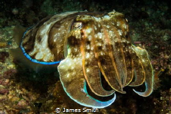 Broad Club Cuttlefish by James Smith 